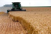 ۲۷۱ تن گندم و کلزا از کشاورزان قزوینی خریداری شده است