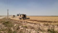 پیش بینی تولید ۱۷۰هزار تن گندم از اراضی کشاورزی دهلران
