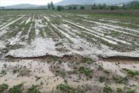 خسارت سیل و تگرگ به ۲۷۶ هکتار از اراضی کشاورزی