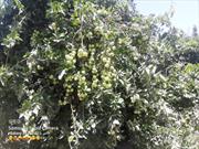 برداشت سیب گلاب از باغات شهرستان لاشار
