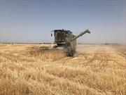 گندمزارهای کشت های قراردادی رکوردار تولید گندم در سیستان وبلوچستان