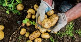 پیش بینی برداشت ۱۲هزار تن سیب زمینی در شهرستان دهلران