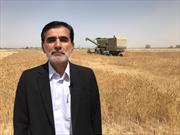 خرید گندم تضمینی درسیستان و بلوچستان  از ٣٢ هزار تن فراتر رفت