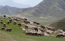 طرح جهادی خدمات رسانی به دامداران در گیلان آغاز شد