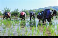 گزارش تصویری/ کاشت برنج در مزارع گلستان