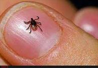 تاکنون موردی از ابتلاء به بیماری تب کریمه کنگو در استان گزارش نشده است