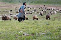 مراتع منطقه حفاظت شده گلیل، روز به روز فقیرتر می شود