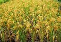 ضرورت علمی سازی کشت برنج در کشور