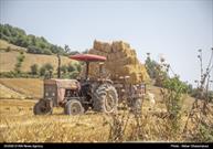 سالانه ۱۰ هزار تن بذر گندم به صورت دانش بنیان در خراسان شمالی تولیدی می شود