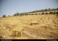 ۴۰۰ تن گندم مازاد بر نیاز کشاورزان سرایانی خریداری شد
