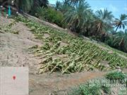 خسارات سنگین بارندگی‌های اخیر به بخش کشاورزی شهرستان فنوج