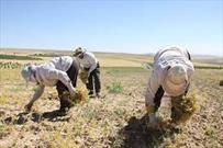 برداشت بیش از ۴۶ هزار تن نخود از مزارع استان