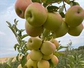 کار آفرین همدانی سیب رزن را به کشورهای عربی صادر کرد/ اشتغال زایی بیش از ۵۰۰ نفر با همت برادران شیخلر
