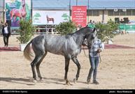 جشنواره زیبایی اسب اصیل ترکمن در خراسان شمالی