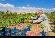 برداشت انگور از تاکستان‌های خراسان شمالی