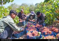 انگور خراسان شمالی، نخستین منبع سرمایه گذاران برای گردشگری کشاورزی