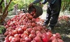 اهدای یک تن انار به نیازمندان توسط باغداران روستایی در الموت غربی