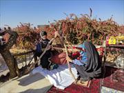 گزارش تصویری/ جشنواره ملی زرشک در روستای مهمویی