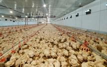 مرغداران شهرستان خاش ۳ هزار تن گوشت مرغ به بازار عرضه کردند