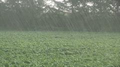 بارندگی ها، شرایط خوبی را برای کشت پاییزه غلات فراهم کرد
