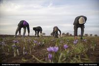 طلبه ای که برای ۶۰۰  جوان اشتغال آفرینی کرد