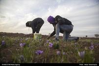 پیش بینی برداشت ۸ کیلوگرم زعفران در شهرستان بدره