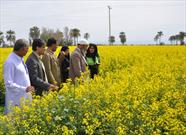 راه اندازی ۸۰ سایت الگویی  در اراضی کشاورزی سیستان و بلوچستان