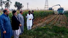 تولید ۱۸۰ هزار تن ذرت علوفه ای در سیستان و بلوچستان
