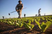 سرمایه صندوق حمایت از بخش کشاورزی به ۱۰۰ میلیارد ریال افزایش یافت