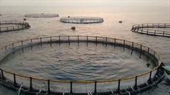 پیش بینی برداشت ۳۰۰۰ تن ماهی از قفس در آب های هرمزگان