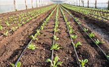 سرمایه‌گذاری بیش از ۹۹۲۵ میلیارد ریالی در زیر بخش‌های کشاورزی سیستان وبلوچستان