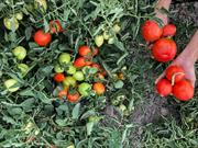 آغاز برداشت گوجه فرنگی از اراضی لاشار