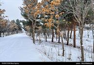 برگزاری جشنواره عکس طبیعت زمستانی لیلاخ در دهگلان