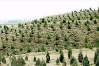 تعهد خراسان شمالی در طرح تداوم جنگل کاری و زراعت چوب، ۳۰۰ هکتار است
