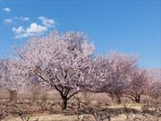 گزارش تصویری| خودنمایی شکوفه های بهاری در زیرکوه