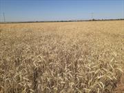 کاهش ۳۰ درصدی تولید گندم در خراسان جنوبی