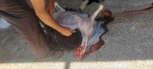 تصاویر/ توزیع گوشت قربانی بین ۵۰ خانواده بی بضاعت به همت «کانون آل یاسین» گچساران