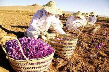 آغاز برداشت زعفران در همدان