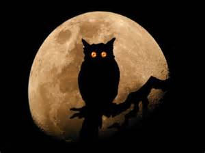 آیا نشستن جغد و کلاغ بر بام خانه نحوست به دنبال دارد؟