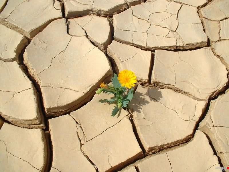 مسلمانی که با محرم می آید و با محرم می رود