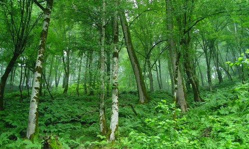 جنگل زیر سم دام ها، جان می دهد/ لزوم اجرایی کردن طرح خروج دام از جنگل ها