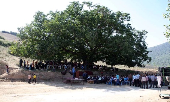 جشن ثبت ملی درخت گردو در روستای فارسیان برگزار شد