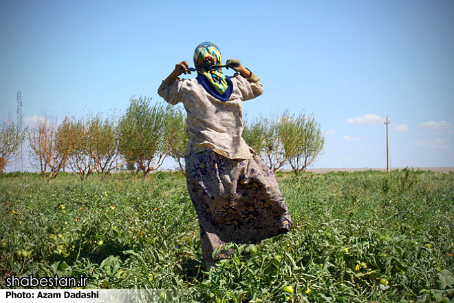  ۱۴۰ زن مرودشتی ۱۲ میلیون نشای گوجه فرنگی تولید کردند