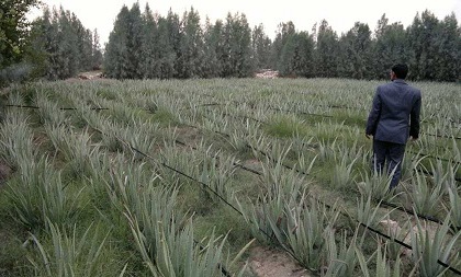 آنچه درباره آلوئه ورا نمي دانيم/فقدان صنايع تبديلي مهمترين مشكل توليد كنندگان آلوئه وراست