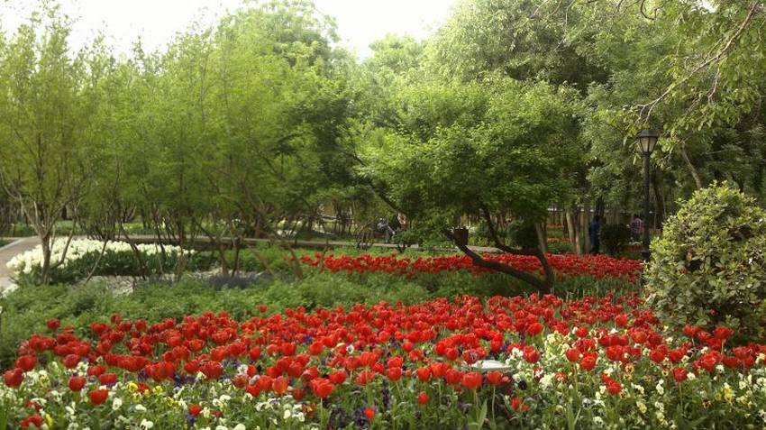 ایران دارای هشت هزار گونه گیاهی است 