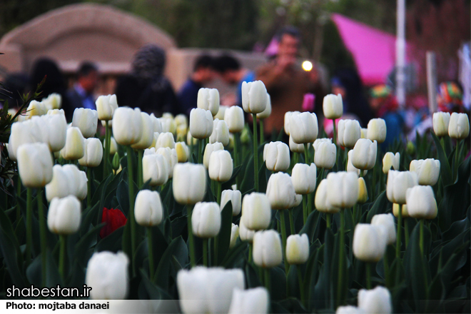 لاله هایی که با زیبایی خود، خستگی می خرند