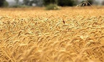 ۶۵۰۰ میلیارد تومان ارزش تولیدات بخش کشاورزی گلستان/ ۱۴۰۰ میلیارد تومان از پول گندم کاران پرداخت شد