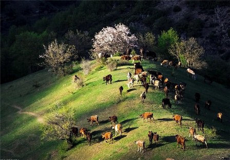 فراخوان جشنواره منطقه ای فیلمنامه، فیلم کوتاه و عکس روستایی و عشایر کلیبر