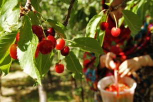 برگزاری جشنواره گیلاس در الموت قزوین