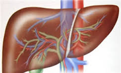 کبد چرب؛ بیماری آینده گیلانیان/هپاتیت B درمان قطعی می شود